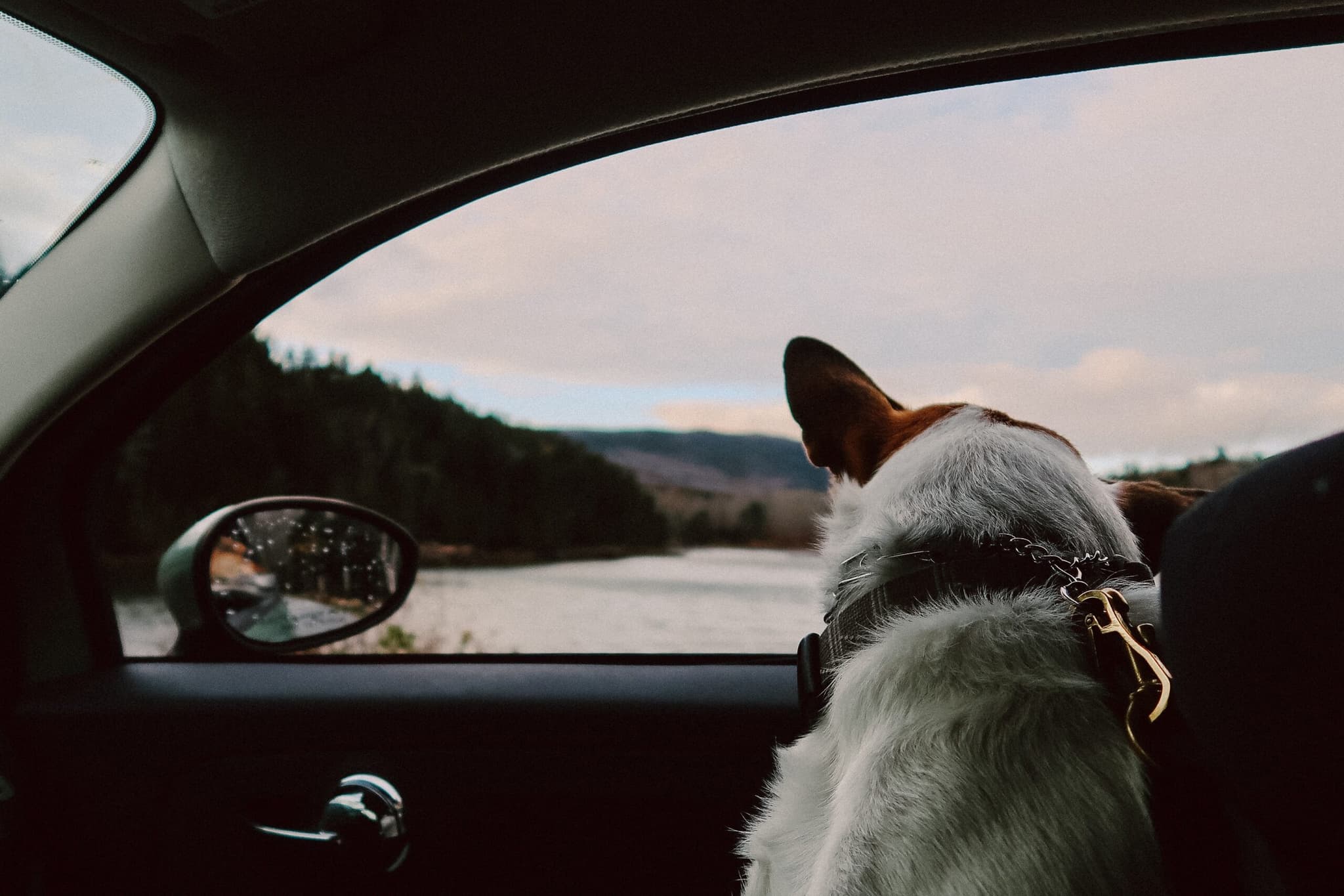 Vet Home Certs: Easy Animal Certificates Before Your Trip